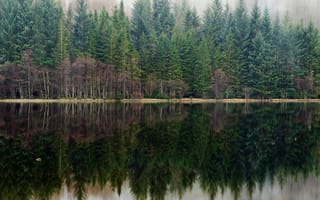 Картинка туман, озеро, сосны, отражение, лес
