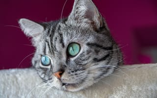 Картинка Взгляд, Кошка, Усы, Глаза, Мордашка, Британская короткошёрстная, Крупным планом, Кот