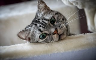 Картинка Взгляд, Кошка, Глаза, Британская короткошёрстная, Усы, Кот, Мордашка, Крупным планом