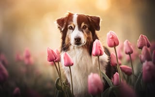 Картинка взгляд, морда, собака, цветы, тюльпаны, Австралийская овчарка, Аусси