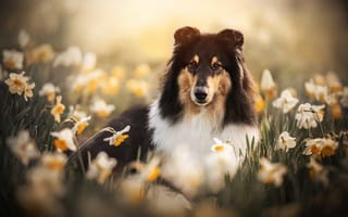 Картинка взгляд, морда, собака, Колли, нарциссы, цветы, Шотландская овчарка