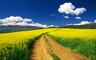 Картинка дорога, лето, деревья, цветы, синева, облака, небо, желтый