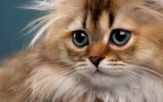 Картинка кошка, взгляд, глазища, пушистая, Светлана Писарева, мордочка