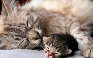 Картинка котенок, кошка, сон, животное