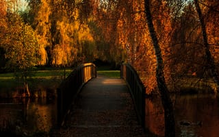 Картинка пруд, мост, утки, осень, парк