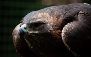 Картинка Взгляд, Глаз, Клюв, Перья, Золотой, Хищник, Охотник, Eagle