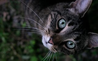 Картинка eyes, cat, look, moustache