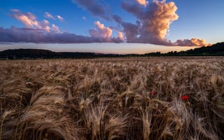 Картинка поле, облака, маки, колосья, рожь
