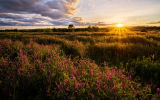 Картинка лето, солнце, закат, цветы, мышиный горошек, луг
