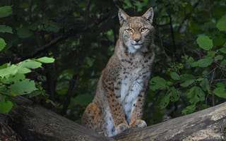 Картинка лес, взгляд, сидит, бревно, рысь, листва, ветки