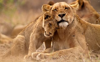 Картинка Котенок, Львица, Queen Elizabeth National Park, Lions, Уганда, Uganda, Большая кошка, Львенок