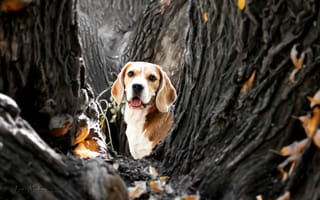 Картинка осень, взгляд, Бигль, деревья, собака, морда