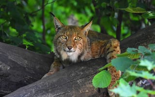Картинка взгляд, морда, портрет, бревно, деревья, листва, рысь