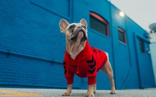 Картинка Морда, Французский бульдог, Мохнатый друг, Hoodies, Толстовка, French Bulldog, Furry Friend, Dog Fashion