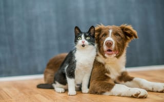 Картинка кошка, кот, собака, друг, паркет, лапы, стена, вместе