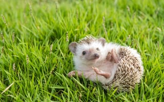 Картинка зелень, трава, поляна, поза, мордочка, взгляд, ёжик, лежит