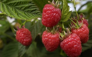 Картинка макро, природа, ягоды, кусты, малина