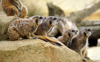 Картинка Камень, Животные, Сурикаты, Mammals, Zoo, Зоопарк, Animals, Млекопитающие