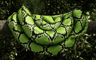 Картинка змея, рендер, рептилия, зеленая, дерево, листья