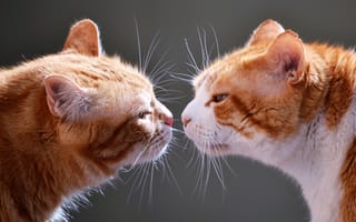 Картинка Усы, Кошки, Cats, Двое, Морды, Familiarity, Знакомство, Face to face