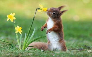 Картинка цветок, зеленая трава, белка, flower, красота, beauty, размытый, позитив