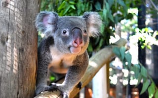 Картинка Взгляд, Флорида, Морда, Palm Beach Zoo, Florida, Koala, Коала, США
