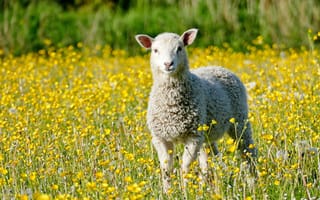 Картинка зелень, поле, свет, взгляд, цветы, овцы, морда, луг