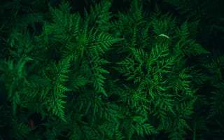 Картинка зелень, природа, растение, vegetation, picture