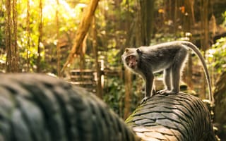 Картинка Обезьяна, Бали, Индонезия, Хвост, Bali, Убуд, Indonesia, Ubud Monkey Forest