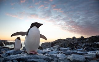 Картинка Камни, Пингвины, 2019, Walt Disney, Penguins, Документальный фильм о природе, Двое, Уолт Дисней