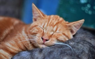 Картинка Кошка, Котенок, Спит, Морда, Мечта, Cat, Кот, Усы