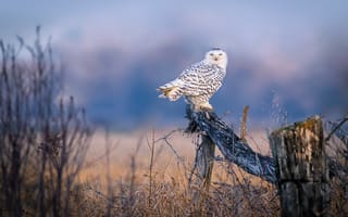 Картинка деревья, белый, бревно, поле, кусты, природа, сова, птица