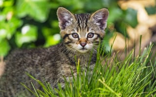 Картинка портрет, мордашка, котёнок, дикий лесной кот, трава