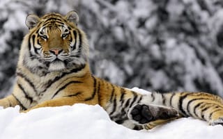 Картинка Mashka in Winter, тигр, зима