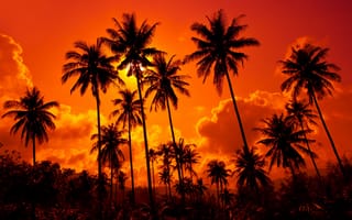 Обои sunset, Thailand, красивые, nature, clouds, закат, Таиланд, небо, Coconut palms, пейзаж, Кокосовые пальмы, облака, landscape, песчаный пляж, вода, sand beach, природа, sky, beautiful