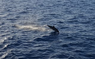Картинка animals, sea, dolphin, aerial, water