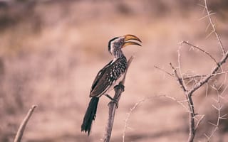 Картинка Птица, Ветка, Namibia, Национальный парк Этоша, Southern yellow-billed hornbill, Намибия, Etosha National Park, Южный желтоклювый носорог