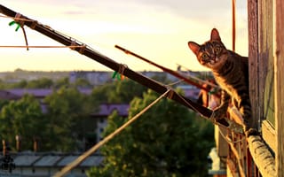 Картинка кошка, Животные, Pyatkov_Denis, кот