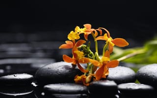 Картинка вода, flowers, орхидея, чёрные камни, лепестки, Orchid, water, tenderness, цветы, beauty, orange, black stones, орхидеи, petals, капли, оранжевая, красота, drops, нежность