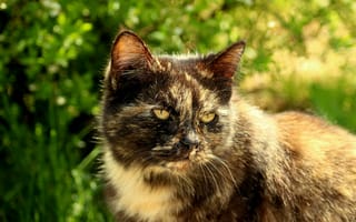 Картинка Кошка, Усы, Голова, Животное, Кот, Уши, Глаза, Морда