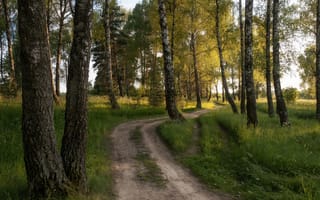 Картинка дорога, лес, берёзы