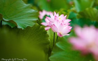 Картинка цветы, лотос, Tommi Hsu, розовый, листья