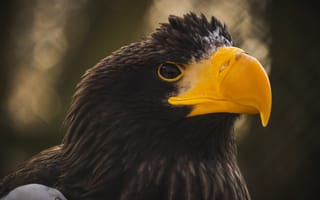 Картинка взгляд, птица, портрет, орел, Белоплечий орлан