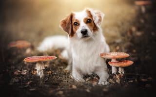 Картинка осень, взгляд, собака, грибы, мухоморы, Коикерхондье, морда