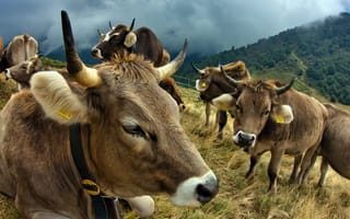 Картинка Швейцария, Морда, Коровы, Cows, Гамбароньо, Рога, Крупным планом, Switzerland