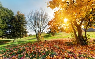 Картинка Солнце, Осень, Autumn, Лесной пейзаж, Зеленая природа, Осенний пейзаж в парке, Деревья, Sunny blue sky