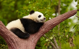Картинка China, Дерево, Chengdu Panda Breeding Research Center, Giant panda, Панда, Китай, Исследовательский центр по разведению панд в Чэнду, Гигантская панда