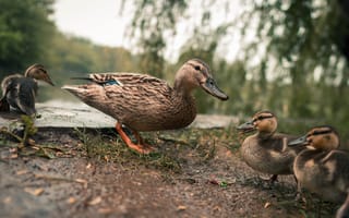 Картинка Природа, Озеро, Ducks, Mallard, Lake, Nature, Кряква, Утки