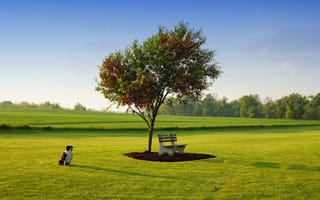 Картинка собака, Ted Van Pelt, весна, Май, парк, дерево, небо, газон, лавка, трава