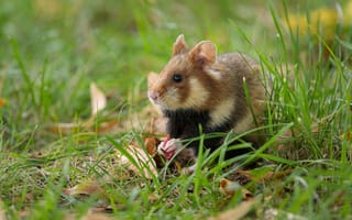 Картинка Трава, Хомяк, Европейский полевой хомяк, Животные, European Field Hamster, Дикая природа, Wildlife, Animals